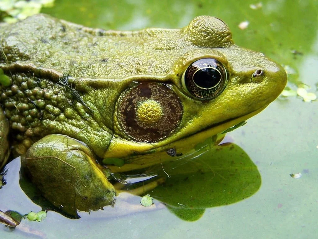 RANA
