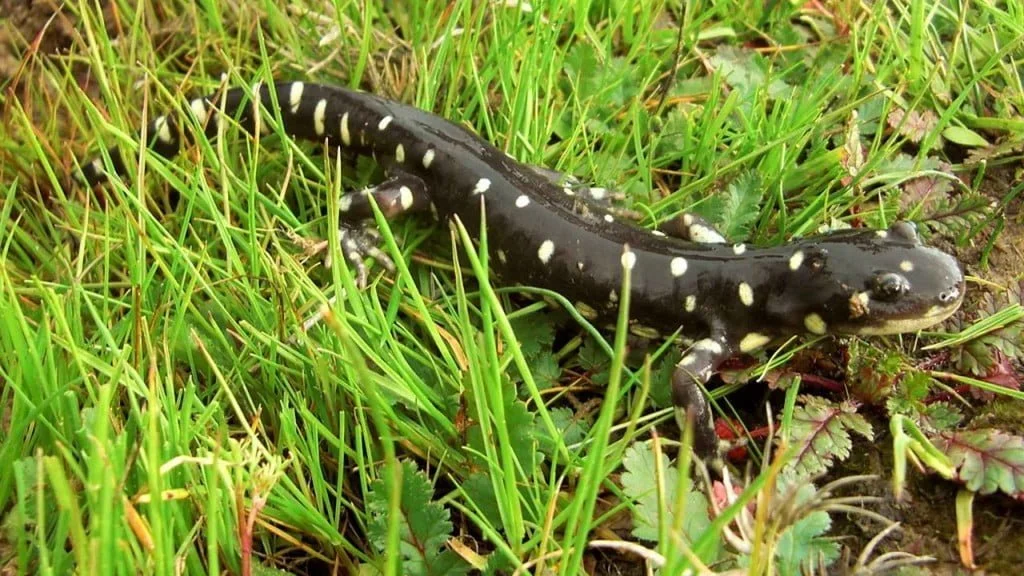 SALAMANDRA
